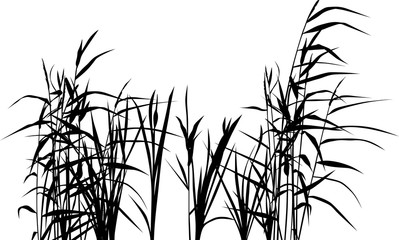 group of reed silhouettes isolated on white - obrazy, fototapety, plakaty