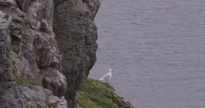 Glaucus Gull Looks Out to Sea From Cliff in Arctic