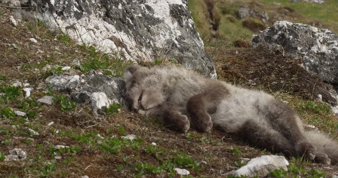 Dead arctic fox kit lying in arctic grass of Svalbard