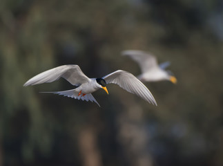 Obraz premium Bird-river tern flying