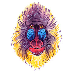 Vector watercolor mandrill on white background