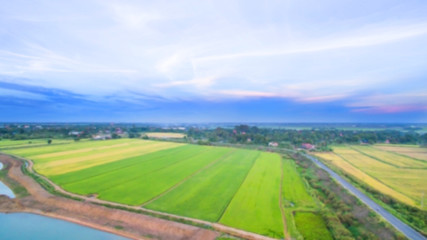  Blurred field of rice with blue sky for background texture.Birds eye view