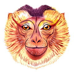 Vector watercolor northern pig-tailed macaque on white background