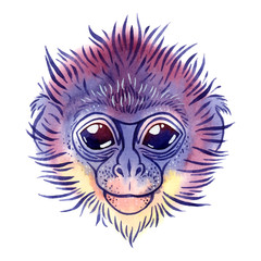 Vector watercolor spectacled langur on white background