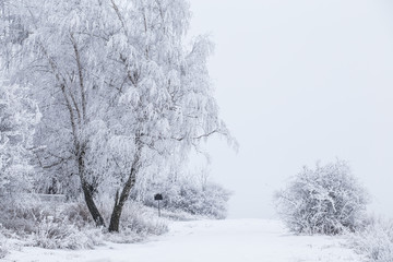 Frozen trees and path in the snow. Beautiful white winter.