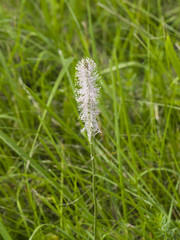 Hoary Plantain, Plantago media, blossom in weed, macro, selective focus, shallow DOF