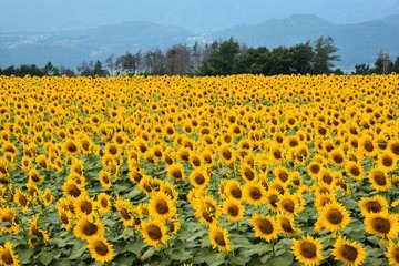 Obraz premium 明野のひまわり畑