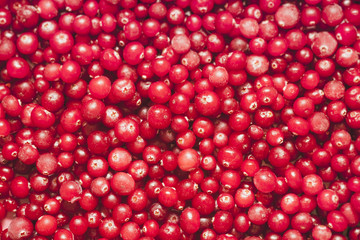 Blurred cranberries for the background. Selective focus