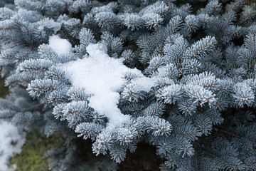 Spruce branches covered with frost. Christmas tree with hoarfros