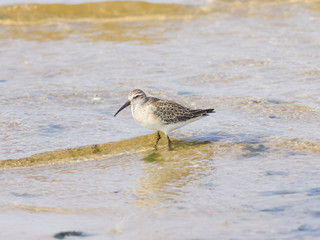 Sanderling, Calidris alba, Bird searching for food at shoreline, close-up portraitin tide, selective focus, shallow DOF