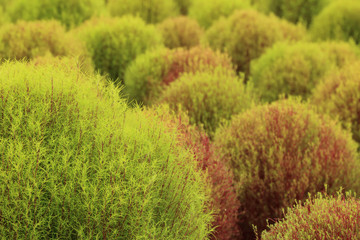 Close up of red and green Kochia or Bassia scoparia plant in fie
