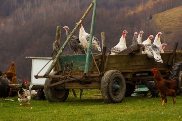 Turkeys Standing on a Wagon © LiviuConstantin