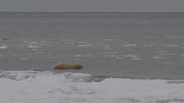 Polar bear wades slowly out into arctic sea through ice and chop