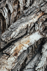 tree bark in the background