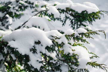 fir branch in snow- Christmas Holidays Background
