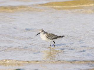 Obraz premium Sanderling, Calidris alba, Bird searching for food at shoreline, close-up portraitin tide, selective focus, shallow DOF