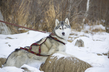 Dog breed 