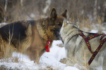 German shepherd and Siberian Husky walking in the winter forest.