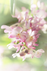 Blurred dream image of pastel pink Ascocentrum orchid flower, sw