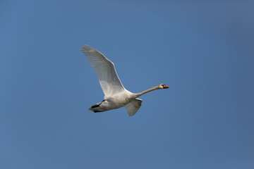Fototapeta premium Mute swan (Cygnus olor) during flight