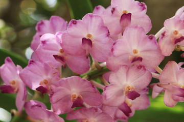 Fototapeta na wymiar Bunch of pink vanda orchid flower in natural garden.