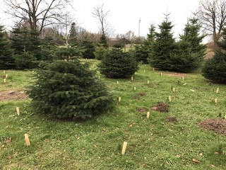 Weihnachtsbaumverkauf