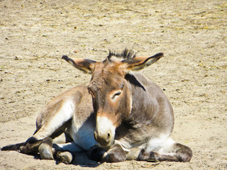 Young donkey in the zoo