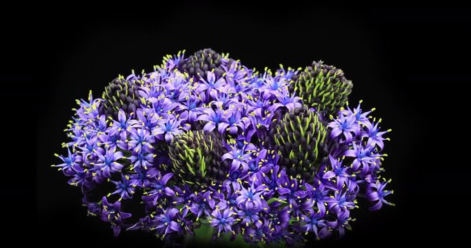 Blooming Purple Lilac Flowers. Studio Footage on a black background.