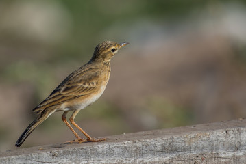 A Paddy Field pipt with a smooth green grey background