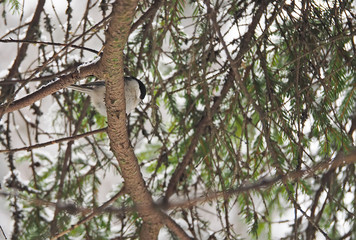 titmouse in the winter forest