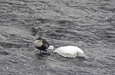 Dipper on the river in winter