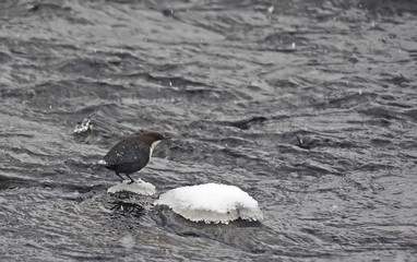 Dipper on the river in winter