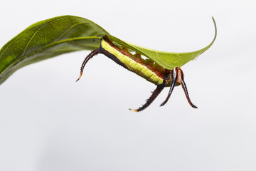 Caterpillar of Common map (Cyrestis thyodamas ) butterfly