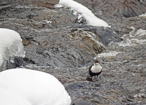 Dipper on the river in winter