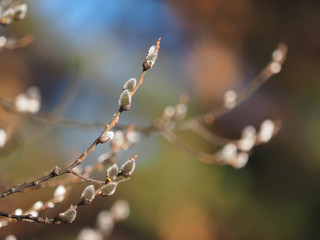 willow twigs in the forest
