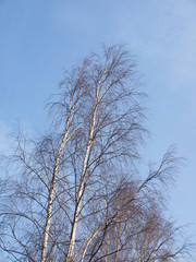 Fototapeta na wymiar birch forest