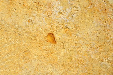 Shell rock background