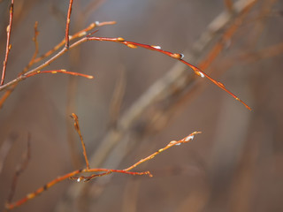 willow twigs in the forest