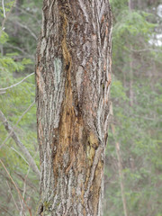 linden tree trunk in the park