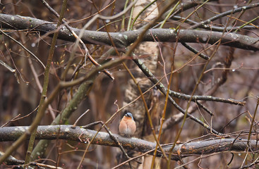 Finch on a tree