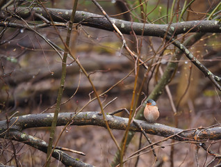 Finch on a tree