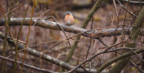 Finch on a tree