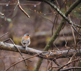 Finch on a tree