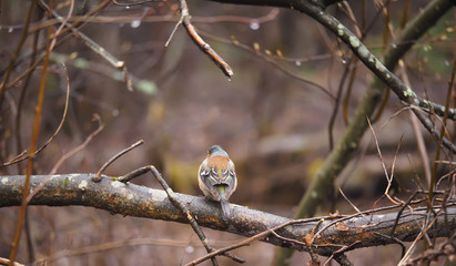 Finch on a tree