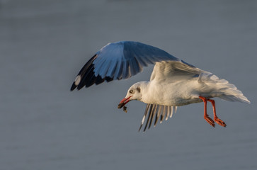 A Black Headed gul in flight with blue sky background