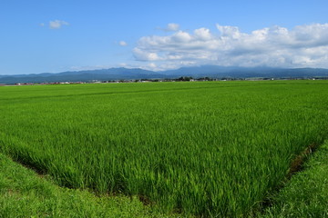 Fototapeta premium 田植え２ヶ月後の田園風景