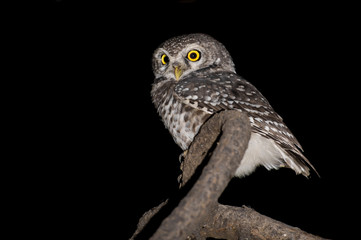 Spotted Owl with a dark black background