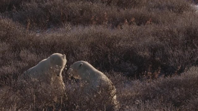 Slow motion - two bears play casually in icy willows in arctic afternoon