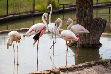 Beautiful pink big bird Greater Flamingo.