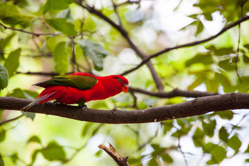 Chattering Lory, Colorful bird